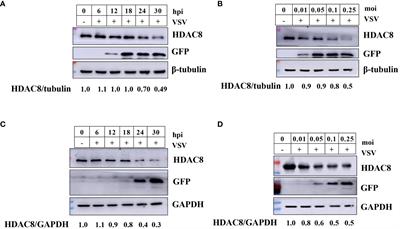 Histone deacetylase 8 promotes innate antiviral immunity through deacetylation of RIG-I